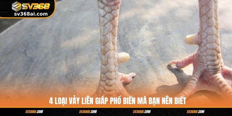4 loại vảy Liên Giáp phổ biến mà bạn nên biết