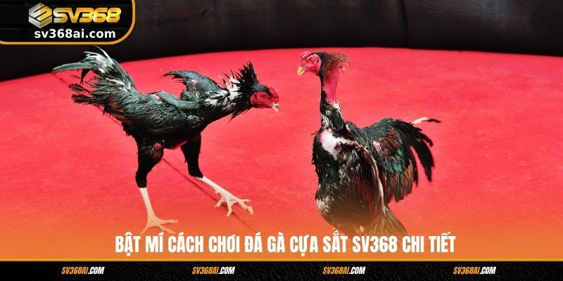Bật mí cách chơi đá gà cựa sắt SV368 chi tiết