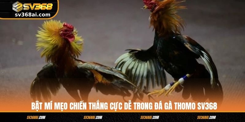 Bật mí mẹo chiến thắng cực dễ trong đá gà Thomo SV368
