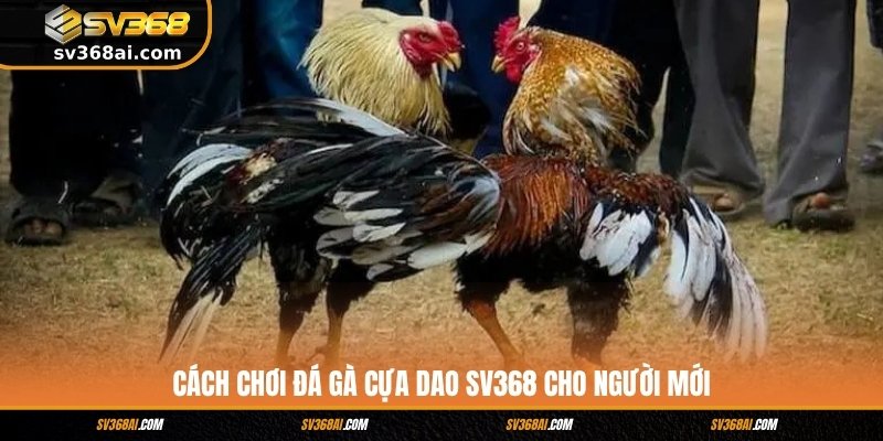Cách chơi đá gà cựa dao SV368 cho người mới
