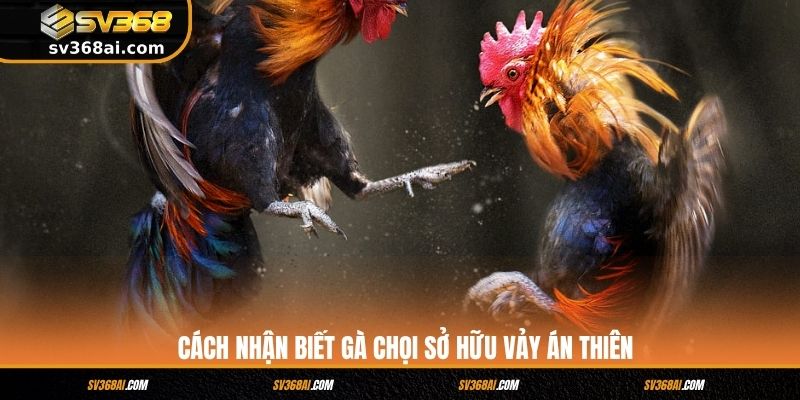 Cách nhận biết gà chọi sở hữu vảy Án Thiên