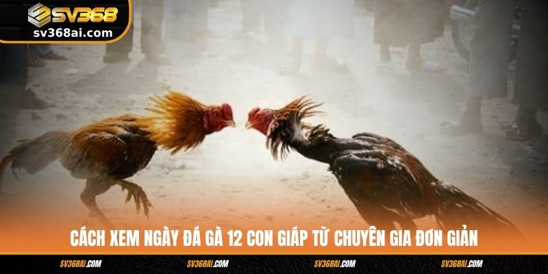 Cách xem ngày đá gà 12 con giáp từ chuyên gia đơn giản