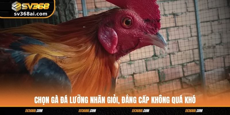 Chọn gà đá lưỡng nhãn giỏi, đẳng cấp không quá khó
