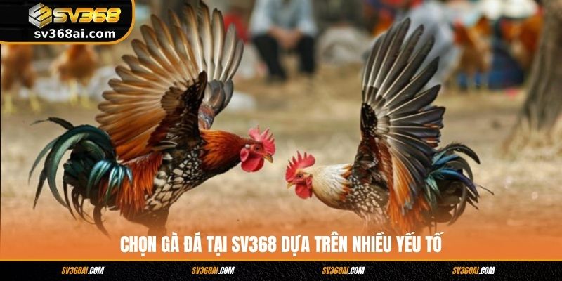 Chọn gà đá tại SV368 dựa trên nhiều yếu tố