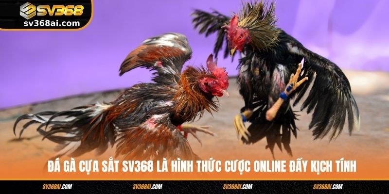 Đá gà cựa sắt SV368 là hình thức cược online đầy kịch tính