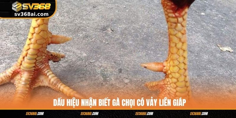 Dấu hiệu nhận biết gà chọi có vảy Liên Giáp
