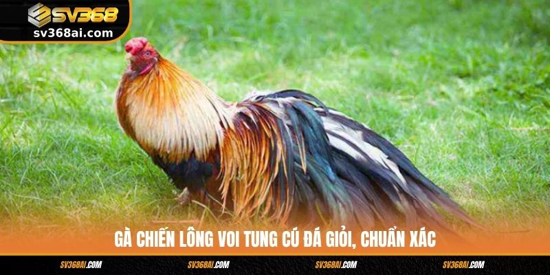 Gà chiến lông voi tung cú đá giỏi, chuẩn xác