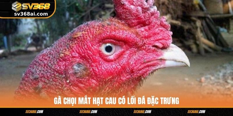 Gà chọi mắt hạt cau có lối đá đặc trưng