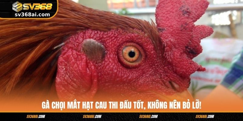 Gà chọi mắt hạt cau thi đấu tốt, không nên bỏ lỡ!