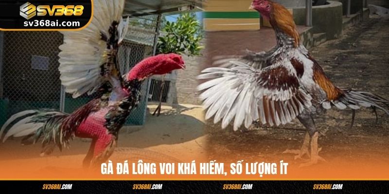 Gà đá lông voi khá hiếm, số lượng ít