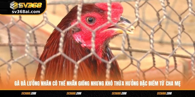 Gà đá lưỡng nhãn có thể nhân giống nhưng khó thừa hưởng đặc điểm từ cha mẹ