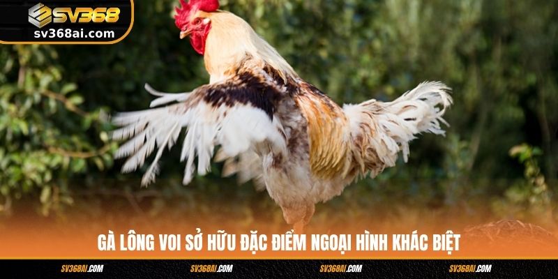 Gà lông voi sở hữu đặc điểm ngoại hình khác biệt