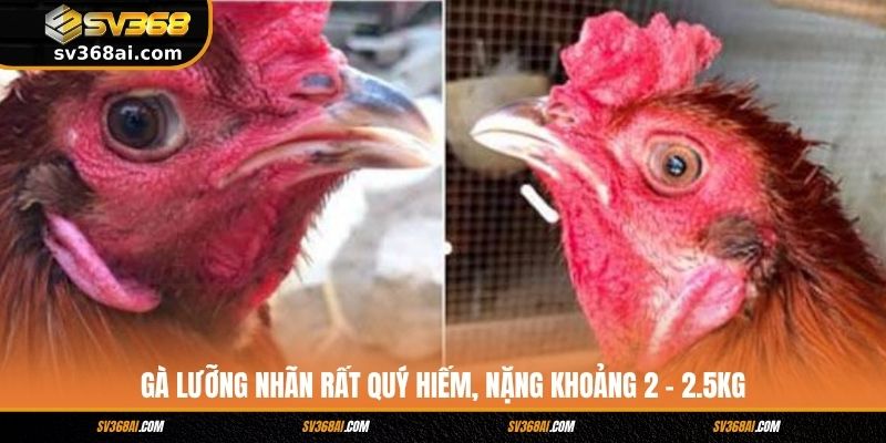 Gà lưỡng nhãn rất quý hiếm, nặng khoảng 2 – 2.5kg