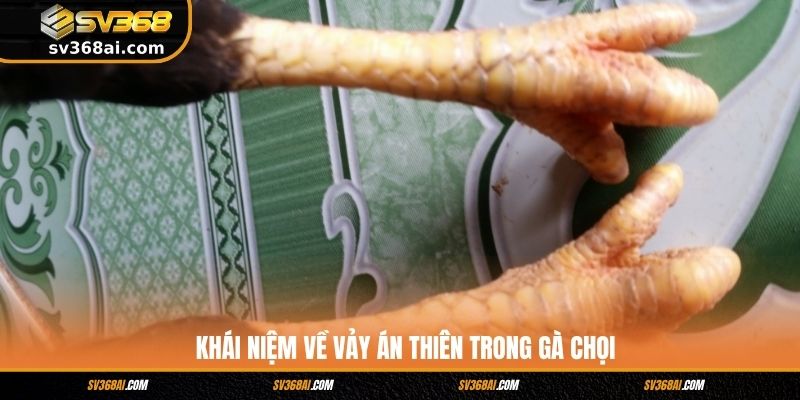Khái niệm về vảy Án Thiên trong gà chọi