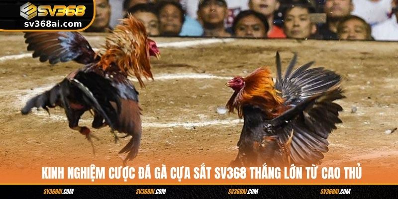 Kinh nghiệm cược đá gà cựa sắt SV368 thắng lớn từ cao thủ