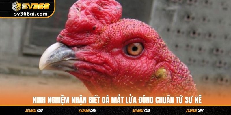 Kinh nghiệm nhận biết gà mắt lửa đúng chuẩn từ sư kê