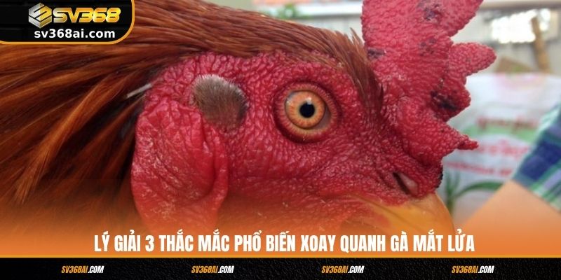 Lý giải 3 thắc mắc phổ biến xoay quanh gà mắt lửa