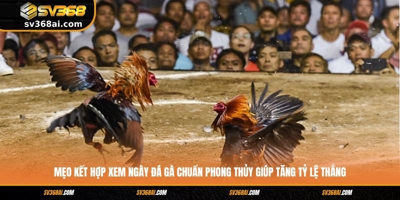Mẹo kết hợp xem ngày đá gà chuẩn phong thủy giúp tăng tỷ lệ thắng