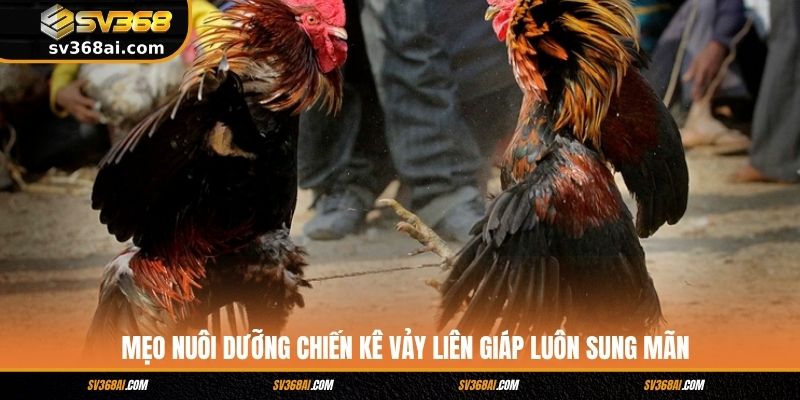 Mẹo nuôi dưỡng chiến kê vảy Liên Giáp luôn sung mãn