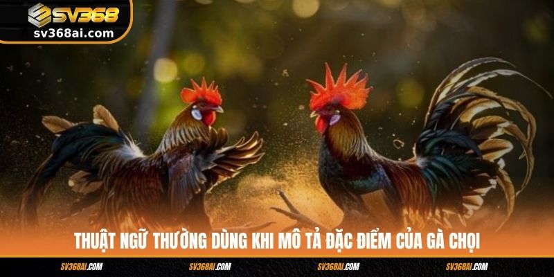 Thuật ngữ thường dùng khi mô tả đặc điểm của gà chọi