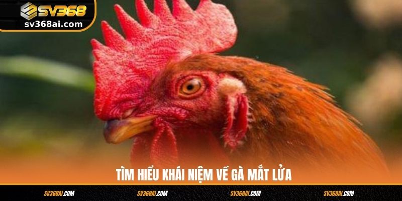 Tìm hiểu khái niệm về gà mắt lửa