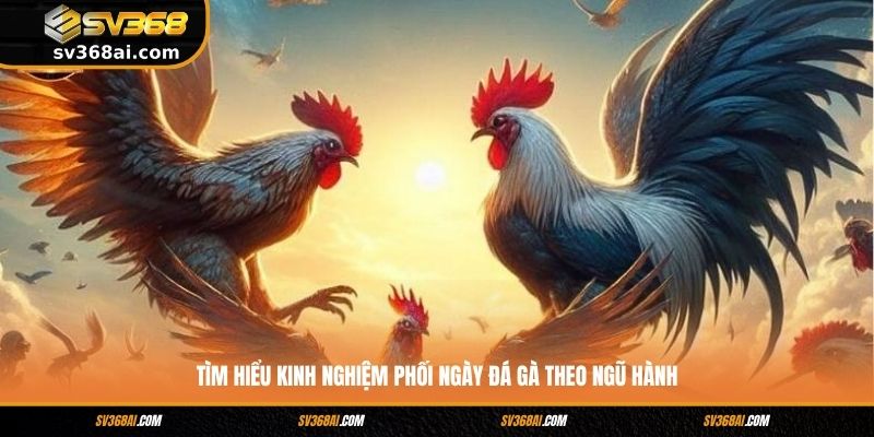 Tìm hiểu kinh nghiệm phối ngày đá gà theo ngũ hành