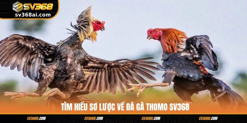 Tìm hiểu sơ lược về đá gà Thomo SV368
