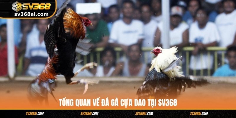 Tổng quan về đá gà cựa dao tại SV368