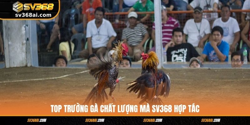 Top trường gà chất lượng mà SV368 hợp tác