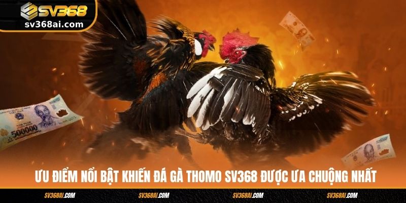 Ưu điểm nổi bật khiến đá gà Thomo SV368 được ưa chuộng nhất