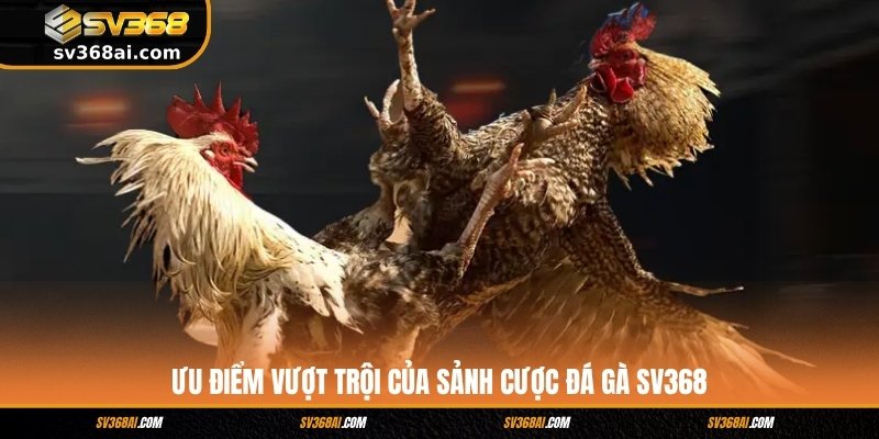 Ưu điểm vượt trội của sảnh cược đá gà SV368