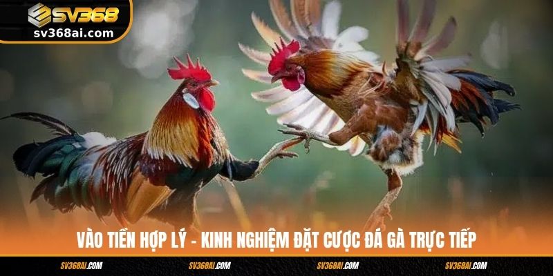 Vào tiền hợp lý - Kinh nghiệm đặt cược đá gà trực tiếp