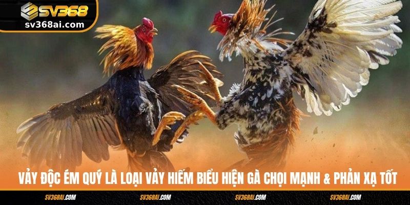 Vảy độc ém quý là loại vảy hiếm biểu hiện gà chọi mạnh & phản xạ tốt