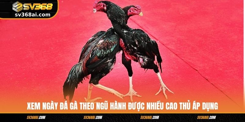 Xem ngày đá gà theo ngũ hành được nhiều cao thủ áp dụng